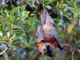 Sunderbans Mammal Holiday