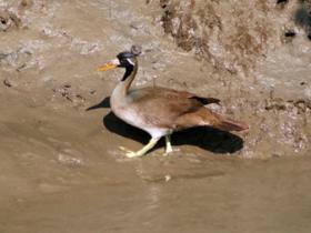 Sunderbans Birding Holiday