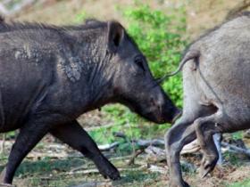 Sunderbans Wildlife Holiday