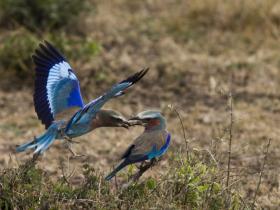Kenya luxury bush camp safari holiday