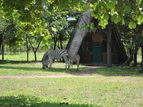 Morning coffee with the zebras at our partner project