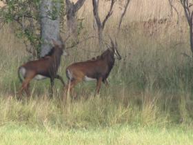 Tracking sable at our partner project