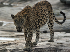 Yala National Park, Sri Lanka