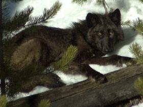 Wolf watching holiday in Yellowstone, USA