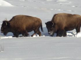 Yellowstone Safari Holiday