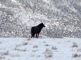 Wolf Watching Tours