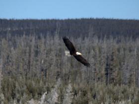 Wolf Watching Holidays Yellowstone