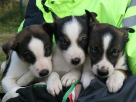 Puppies