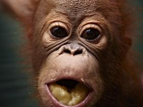 Tanjung Puting orangutan holiday in Borneo