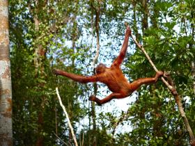 Adolescent Orangutan Kumai