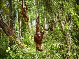 Playing Adolescent Orangutans