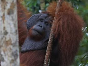 Dominant Male Orangutan Tom in Tanjung Puting National Park