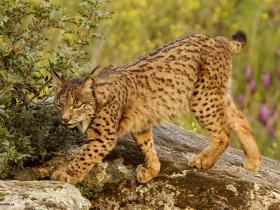 Spanish lynx holiday