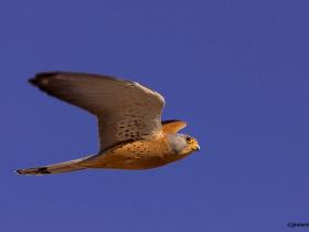 Spanish birding holiday