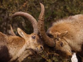Spanish ibex watching