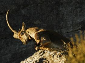 Iberian lynx safari