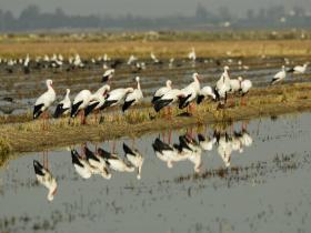 Spain birding holiday