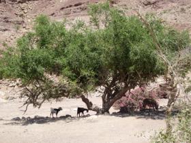 Feynan Wilderness Lodge resident goats