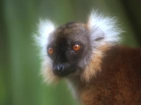 Lemur