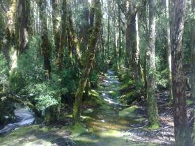 Weindorfer Forest at Cradle Mt N. P.