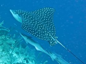 Spotted Eagle Ray