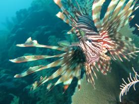 Lionfish