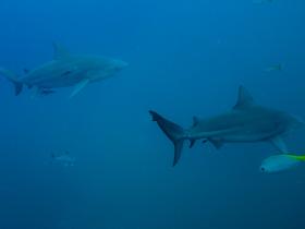 Koh Tao scuba diving centre, Thailand