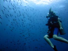 Roctopus diver with skool of Barracuda