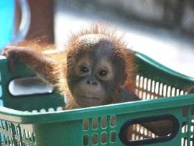 Orangutan volunteering in Borneo