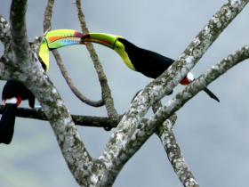 Panama bird watching holiday
