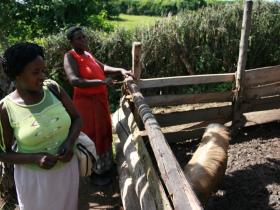women by pig enclosure