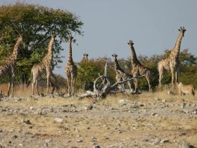 Giraffe and lioness in Etosha NP