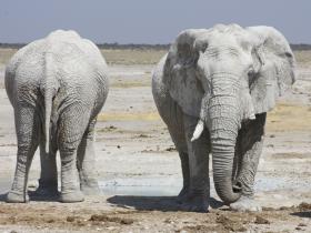 Cape Town to Victoria Falls camping safari
