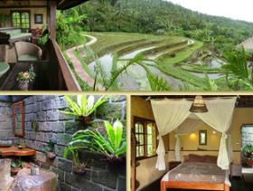 Rice Padi Views