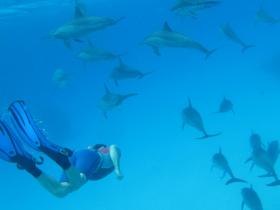 Diving with dolpins Jon
