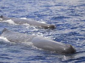 Sperm whales