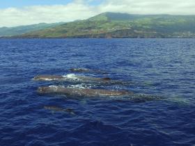 Sperm whales