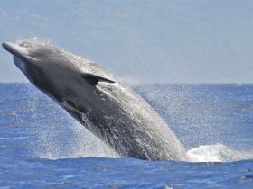 bottlenose whale
