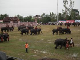 Surin Elephant Festival