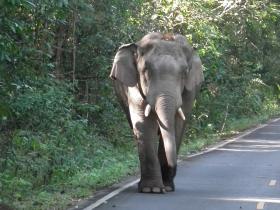 Elephant in Khao Yai National Park