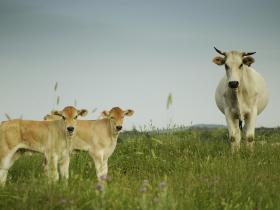 Chianina cows grazing in the pasture