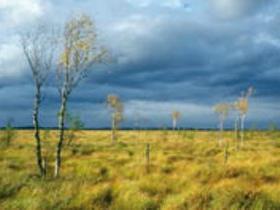 Conservation volunteering in Estonia