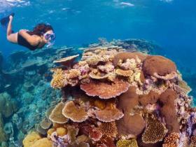 Great Barrier Reef Snorkelling