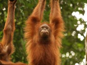 Orangutan volunteering in Borneo and Malaysia