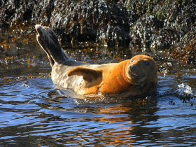 life on the bay - seals jacuzzi
