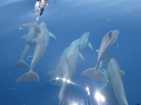 Bottlenose dolphins