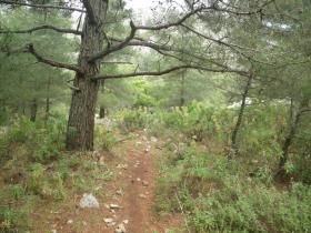 Wild herbs growing next to forest path