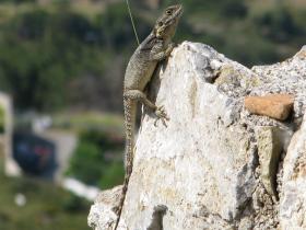 Meeting the local inhabitants