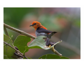 Red Headed flowerpecker