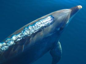 Azores conservation holiday, whales, dolphins and turtles